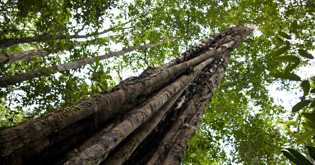 Regenwald in Jaraqui, Brasilien